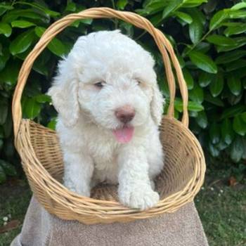 Stenci rase Lagotto Romagnolo, stari 2 meseca