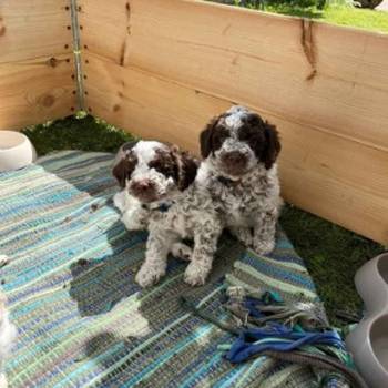 Stenci rase Lagotto Romagnolo, stari 2 meseca
