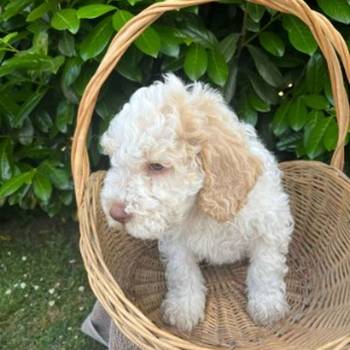 Stenci rase Lagotto Romagnolo, stari 2 meseca