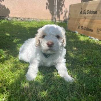 Stenci rase Lagotto Romagnolo, stari 2 meseca