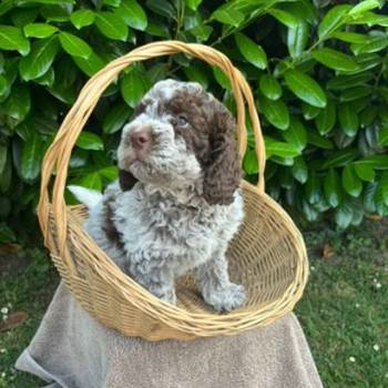 Stenci rase Lagotto Romagnolo, stari 2 meseca