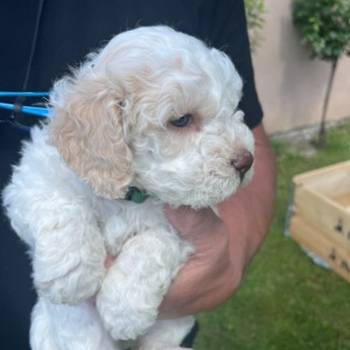 Stenci rase Lagotto Romagnolo, stari 2 meseca