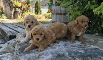 Maltipoo štenci