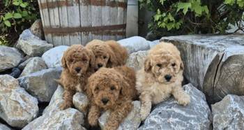 Maltipoo štenci