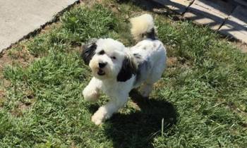 Maltipoo štenci