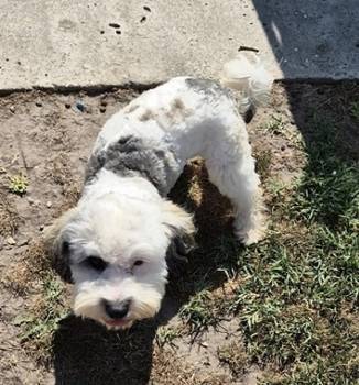 Maltipoo štenci