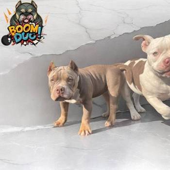 American bully, ženski štenci