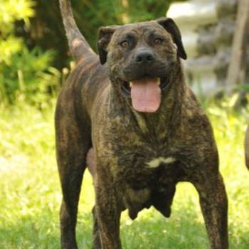 Južnoafrički mastif - Boerboel štenci