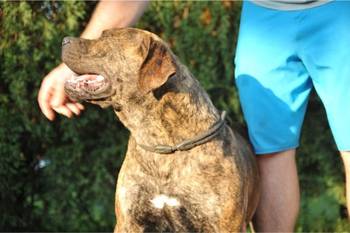 Južnoafrički mastif - Boerboel štenci