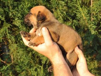 Južnoafrički mastif - Boerboel štenci