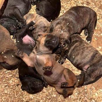 Južnoafrički mastif - Boerboel štenci