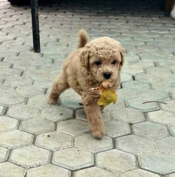 Toy mini aprikot PUDLA