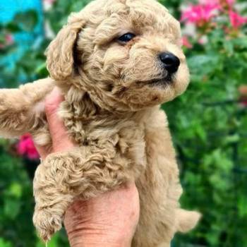 Toy mini aprikot PUDLA