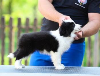 Border Collie Border Koli štenci