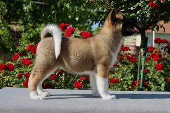 Americka Akita stenci