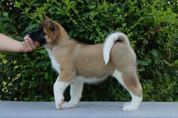 Americka Akita stenci