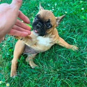 Francuski buldog, ženski štenci