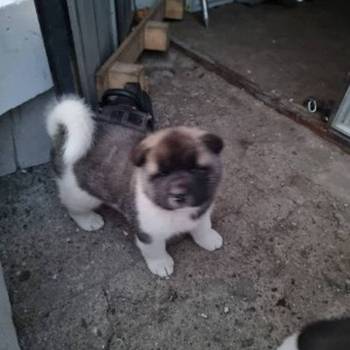 Američka Akita štenci