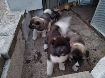Američka Akita štenci