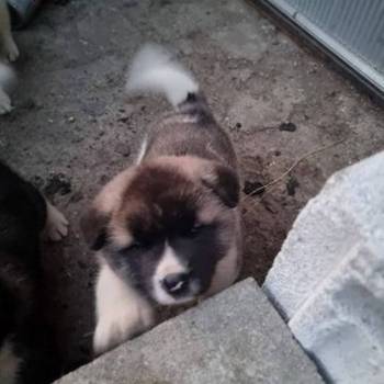 Američka Akita štenci