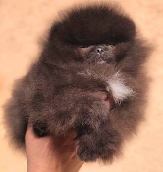 Pomeranski špic,Pomeranac,Pomeranian,Boo štenci