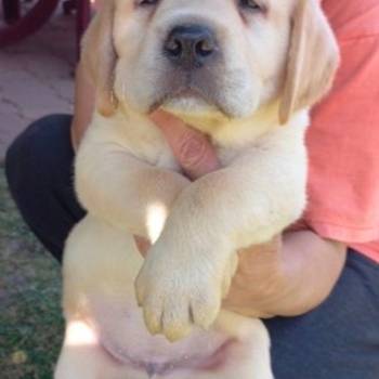 Labrador štenci