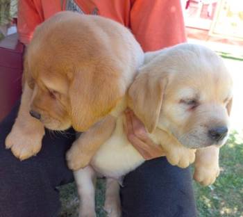 Labrador štenci
