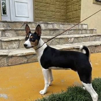 Basenji štenci