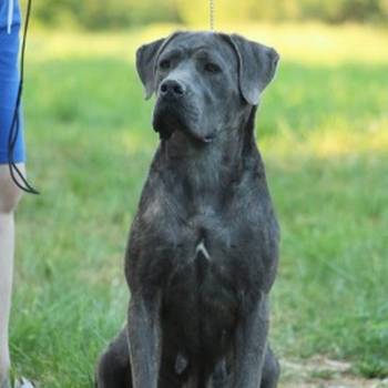 Cane corso štenci