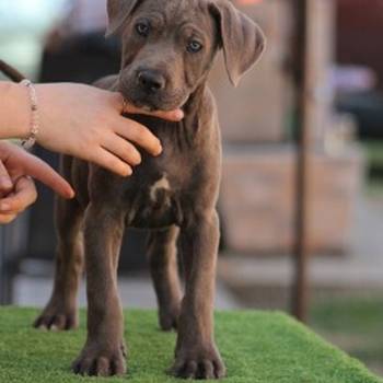 Cane corso štenci