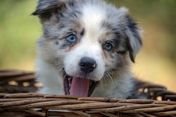 Border koli - Border collie, štenad