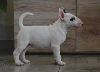 Bull terrijeri