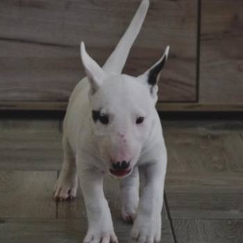 Bull terrijeri
