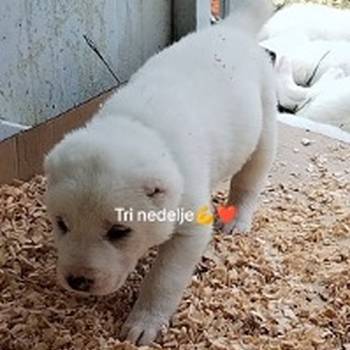 Prelepi štenci čistokrvnog srednjeazijskog ovčara – Alabai