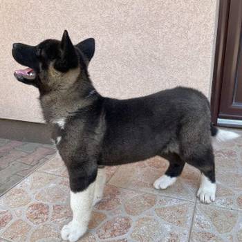 Američka Akita