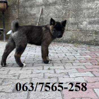 Američka Akita