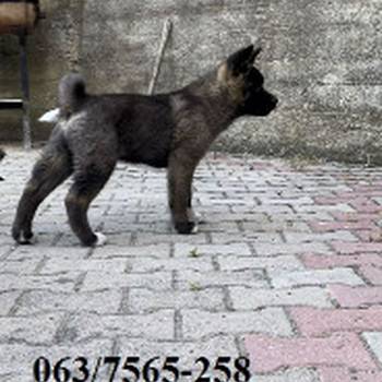 Američka Akita