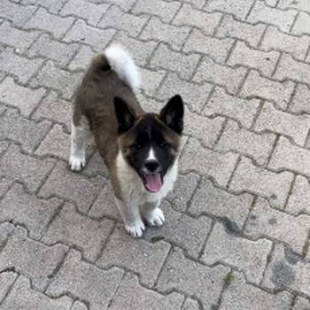 Američka Akita