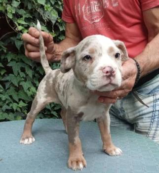 American bully