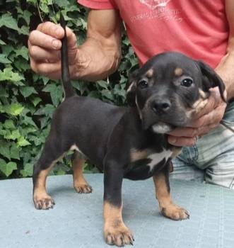 American bully
