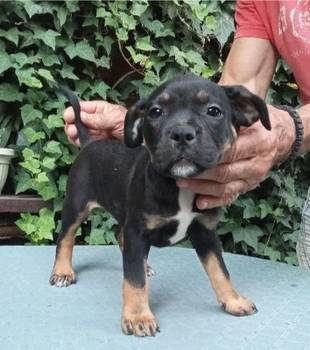 American bully
