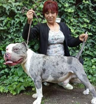 American bully
