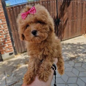 Toy pudle