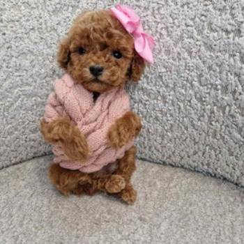 Toy pudle