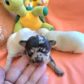Čivava, prelepi mini štenci
