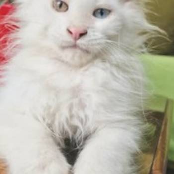 Maine Coon mačići