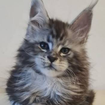 Maine Coon mačići