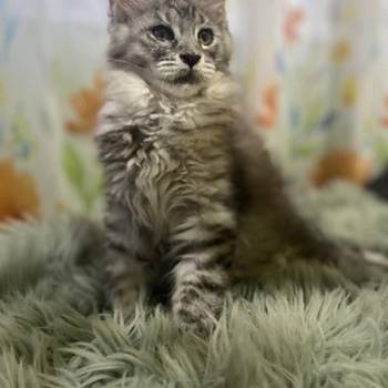 Maine Coon mačići