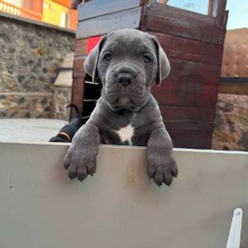 Cane Corso štenci