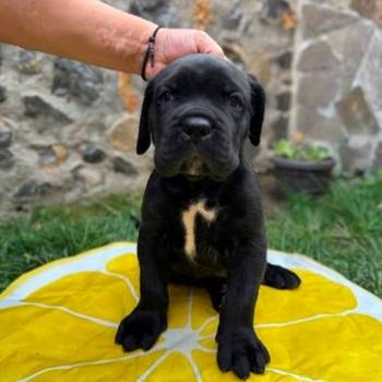 Cane Corso štenci
